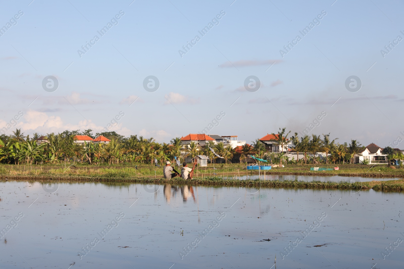 Bali, Indonesia - June 6, 2025: Picturesque view of paddy field on sunny day Photo of Bali, Indonesia - June 6, 2025: Picturesque view of paddy field on sunny day
