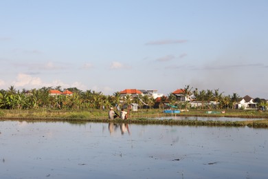 Photo of Bali, Indonesia - June 6, 2025: Picturesque view of paddy field on sunny day