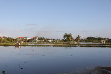 Photo of Bali, Indonesia - June 6, 2025: Picturesque view of paddy field on sunny day