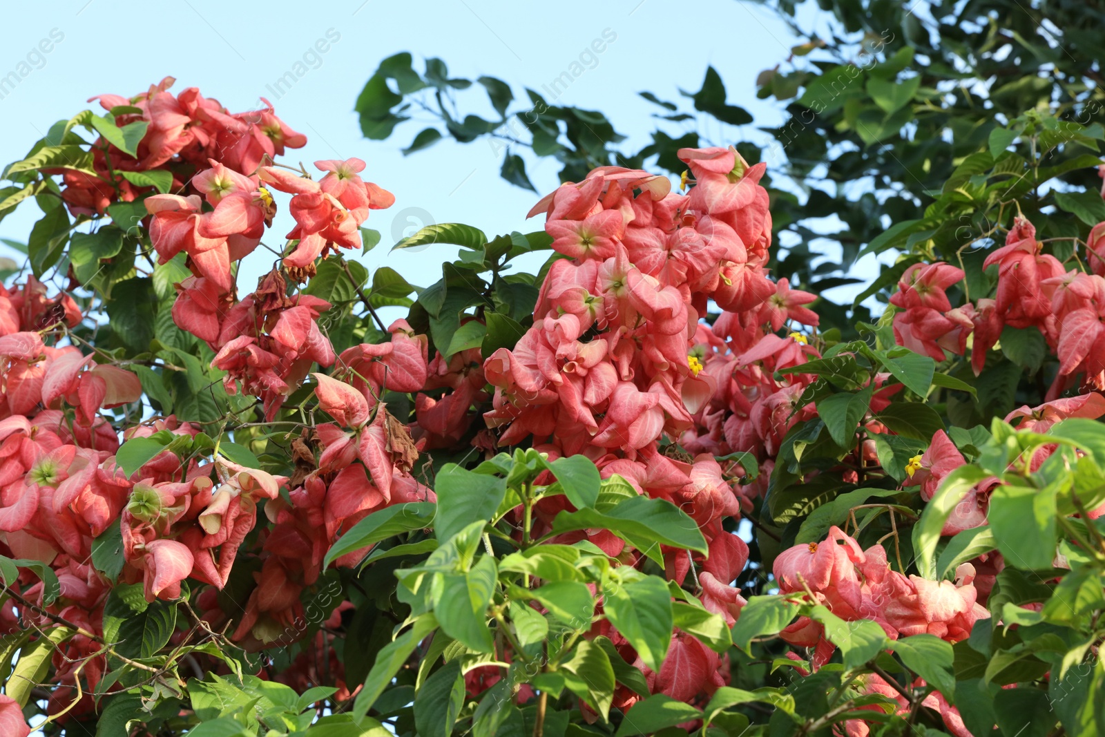 Mussaenda shrub with beautiful flowers growing outdoors, closeup Photo of Mussaenda shrub with beautiful flowers growing outdoors, closeup