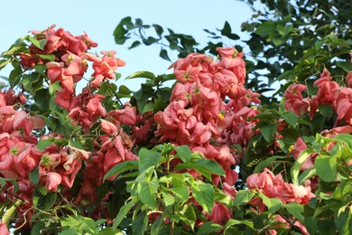 Photo of Mussaenda shrub with beautiful flowers growing outdoors, closeup