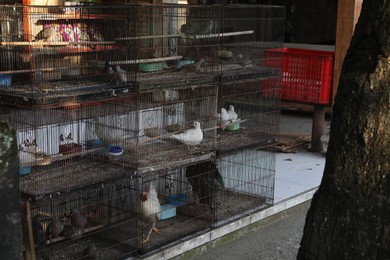 Photo of Chickens and pigeons in cages at market