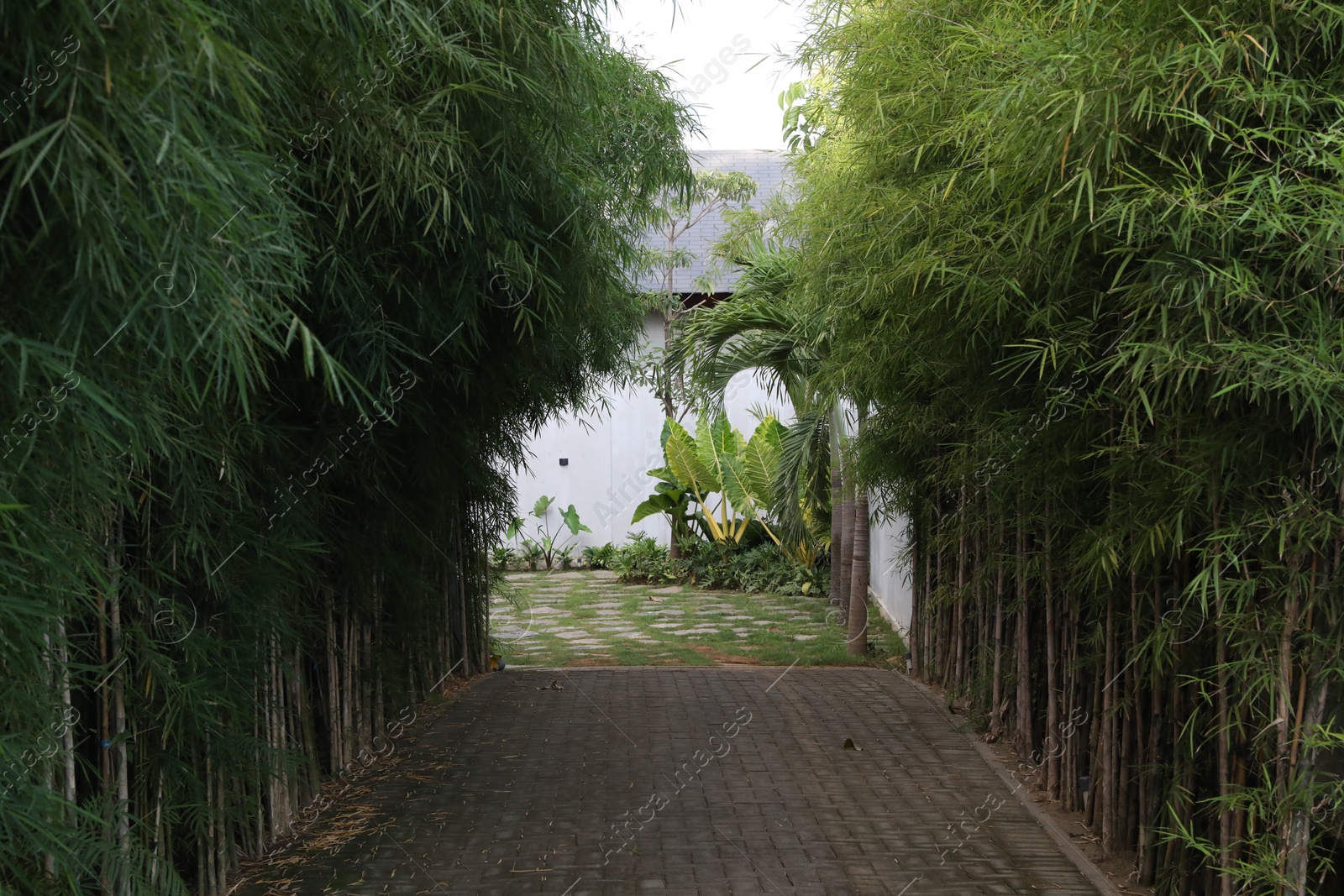 Beautiful green bamboo plants and pathway outdoors Photo of Beautiful green bamboo plants and pathway outdoors