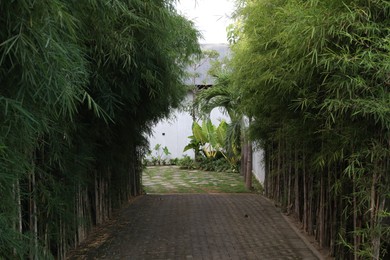 Photo of Beautiful green bamboo plants and pathway outdoors