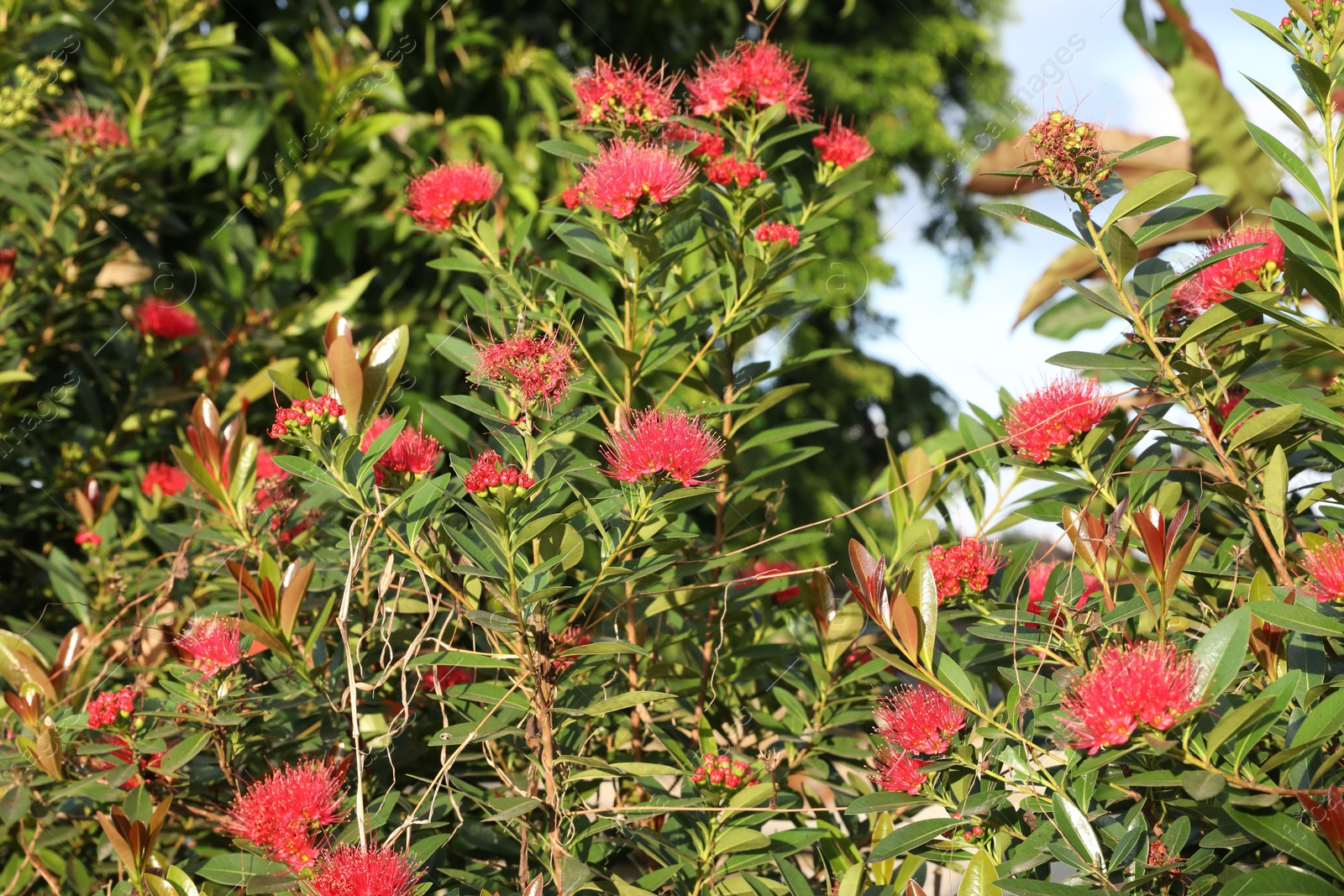 Metrosideros shrub with beautiful flowers growing outdoors, closeup Photo of Metrosideros shrub with beautiful flowers growing outdoors, closeup