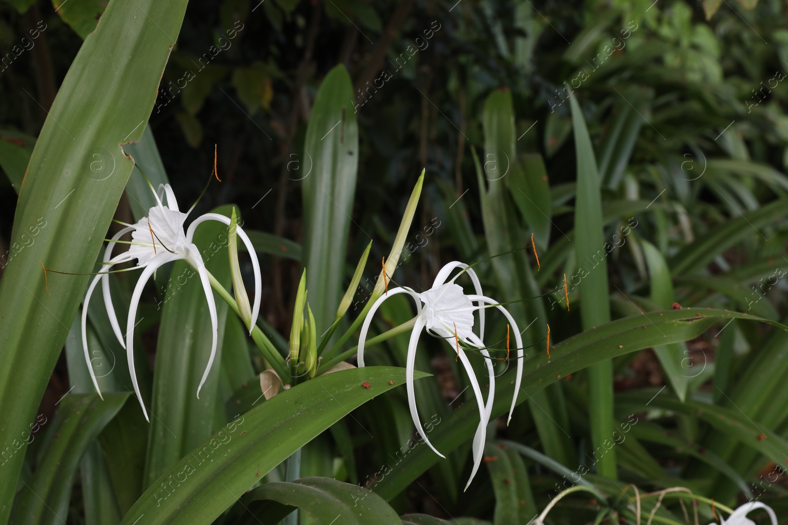 Hymenocallis shrub with beautiful flowers growing outdoors, closeup Photo of Hymenocallis shrub with beautiful flowers growing outdoors, closeup
