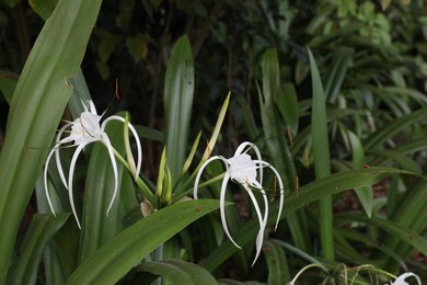 Photo of Hymenocallis shrub with beautiful flowers growing outdoors, closeup