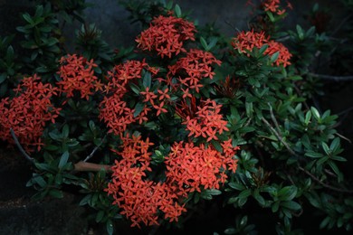 Photo of Ixora shrub with beautiful flowers growing outdoors, closeup
