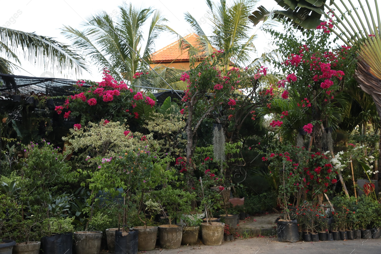 Many different trees and blooming shrubs outdoors Photo of Many different trees and blooming shrubs outdoors