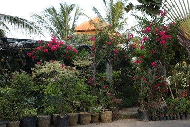 Photo of Many different trees and blooming shrubs outdoors
