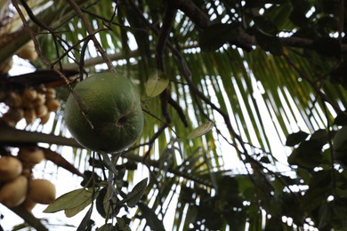 Photo of Unripe pomelo growing on tree outdoors, low angle view. Space for text