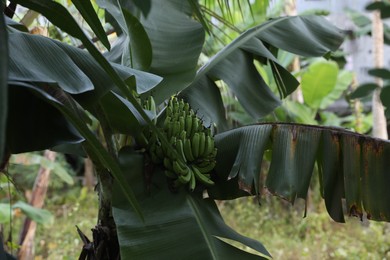 Photo of Tree with green leaves and ripening bananas outdoors, closeup