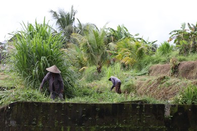 Photo of Bali, Indonesia - June 7, 2025: People with hats working in field outdoors