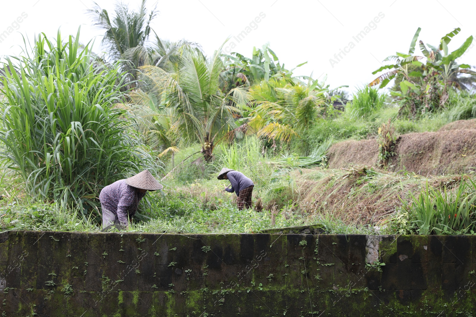 Bali, Indonesia - June 7, 2025: People with hats working in field outdoors Photo of Bali, Indonesia - June 7, 2025: People with hats working in field outdoors