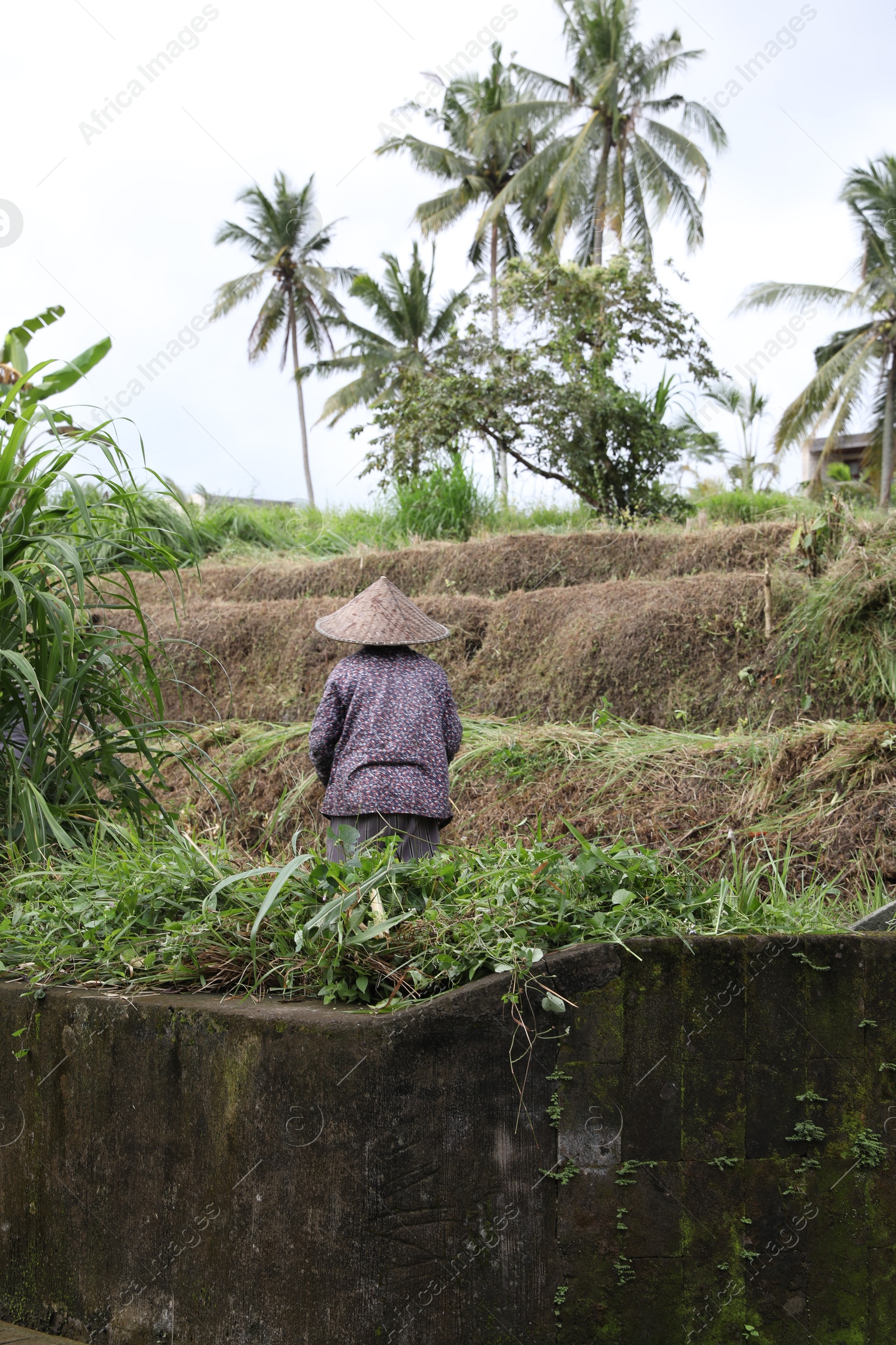 Bali, Indonesia - June 7, 2025: Woman working in field outdoors, back view Photo of Bali, Indonesia - June 7, 2025: Woman working in field outdoors, back view