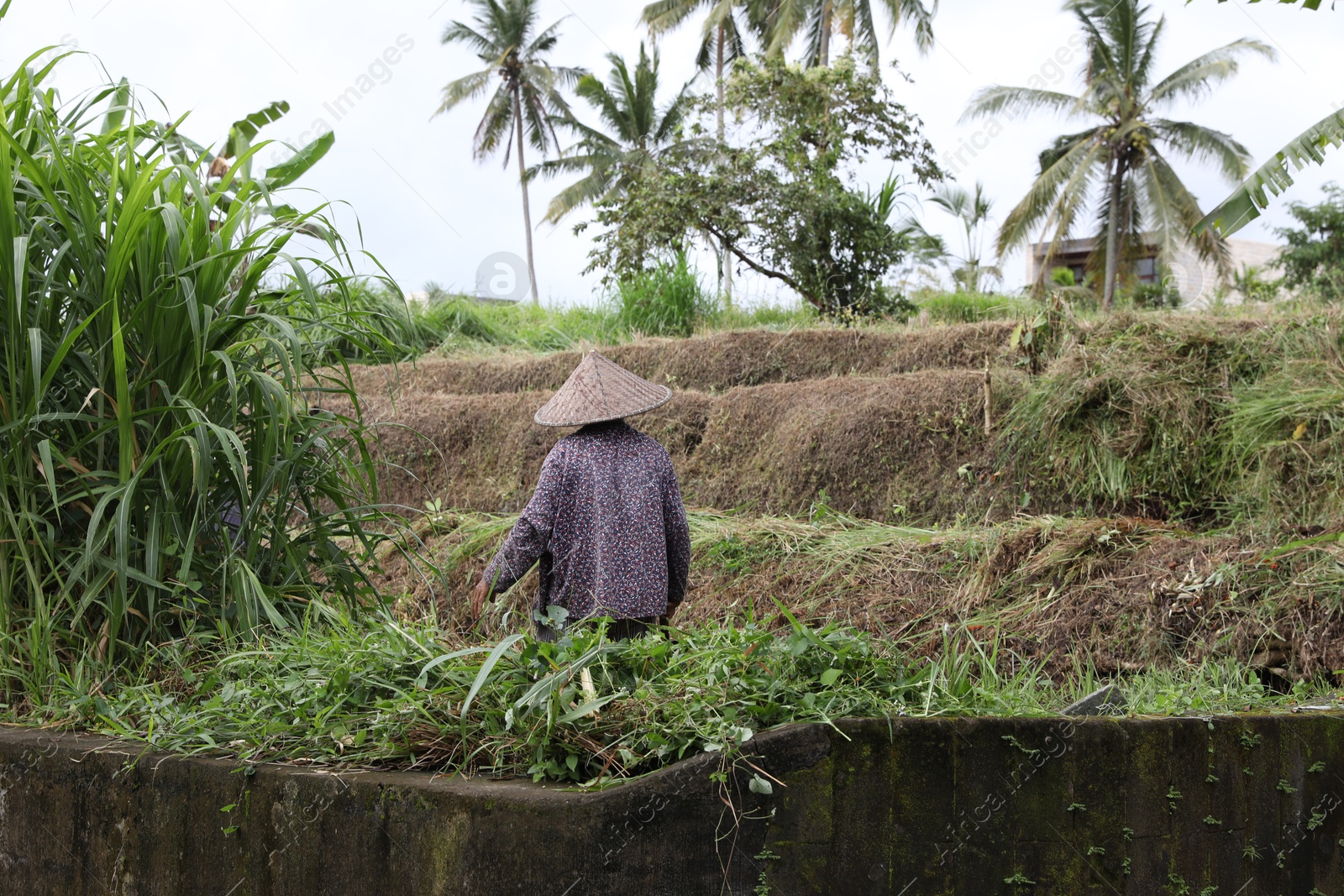 Photo of Bali, Indonesia - June 7, 2025: Woman working in field outdoors, back view
