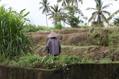 Photo of Bali, Indonesia - June 7, 2025: Woman working in field outdoors, back view