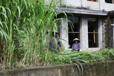 Photo of Bali, Indonesia - June 7, 2025: People with hats cutting grass near building outdoors