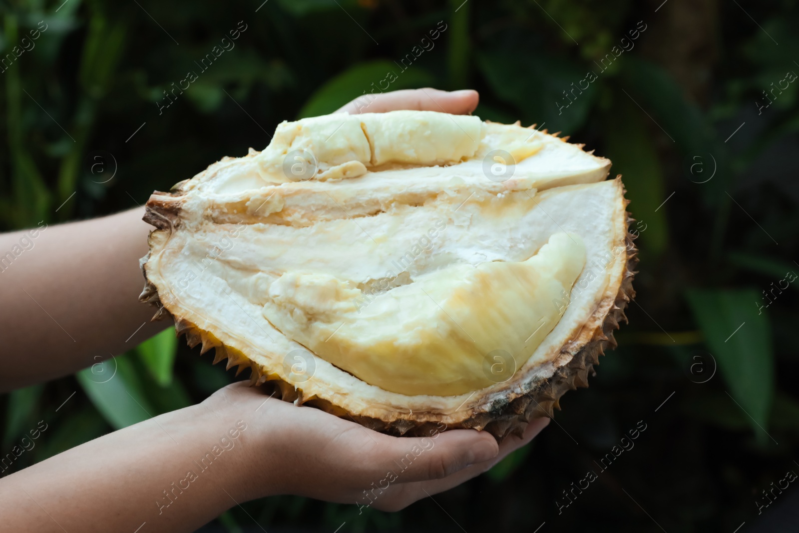 Woman with fresh ripe durian outdoors, closeup Photo of Woman with fresh ripe durian outdoors, closeup