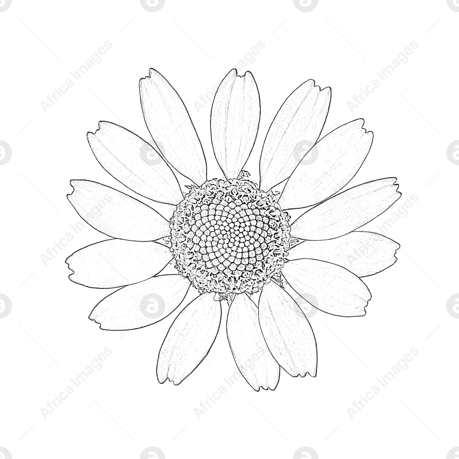 Graphic sketch of chamomile flower on white background Image of Graphic sketch of chamomile flower on white background
