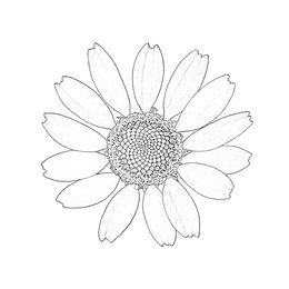 Image of Graphic sketch of chamomile flower on white background