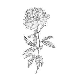 Image of Graphic sketch of peony flower on white background
