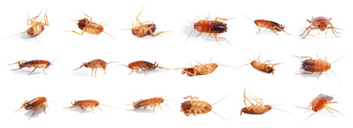 Image of Set of many cockroaches isolated on white