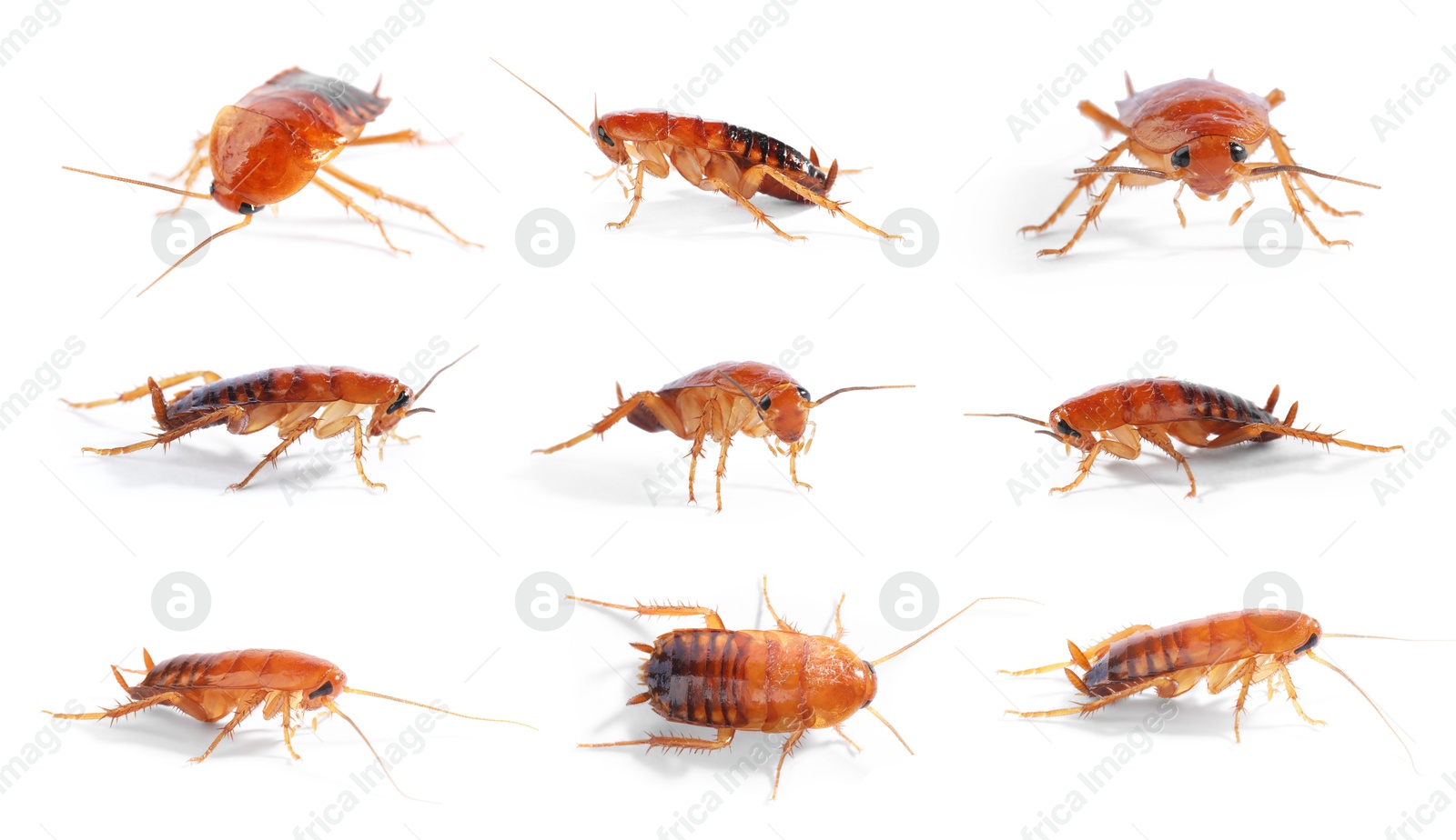 Set of many cockroaches isolated on white Image of Set of many cockroaches isolated on white
