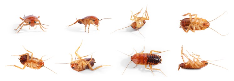 Image of Set of many cockroaches isolated on white