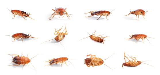 Image of Set of many cockroaches isolated on white