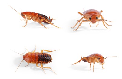 Image of Set of many cockroaches isolated on white