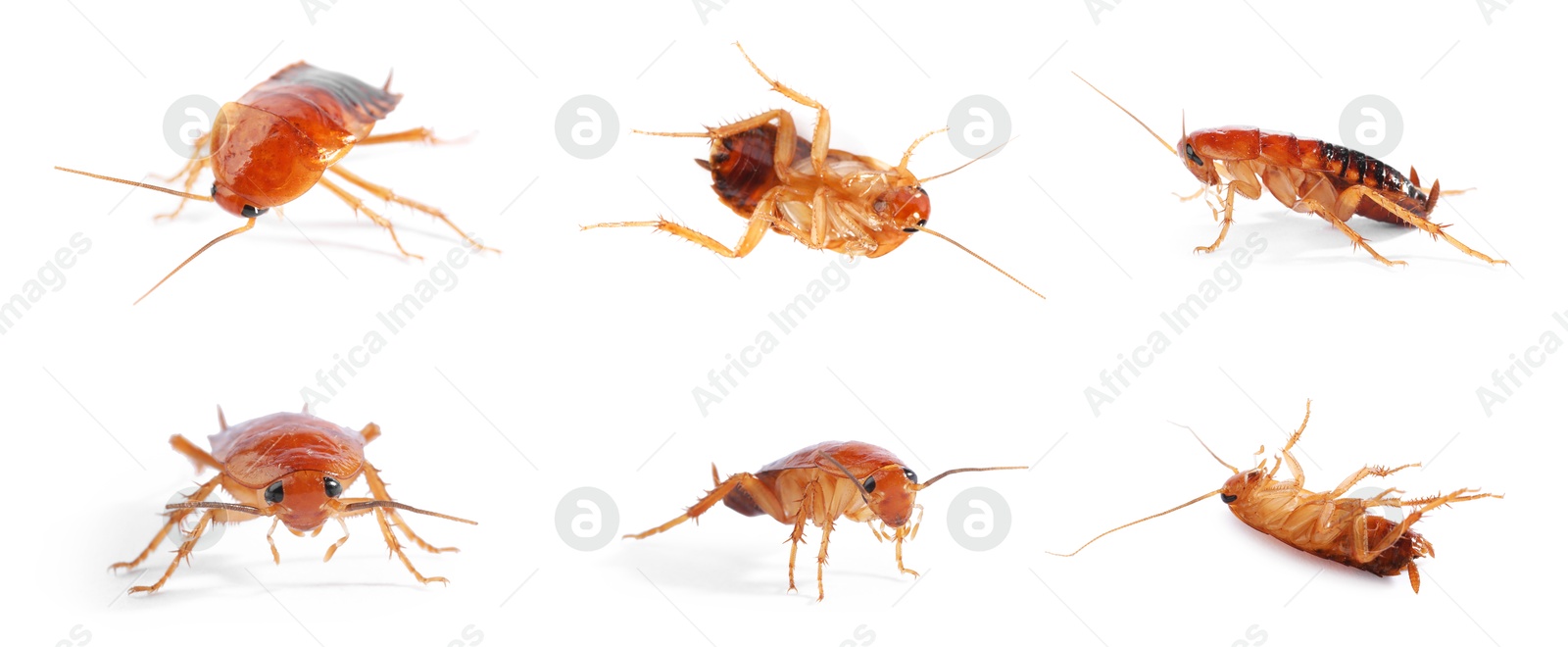 Set of many cockroaches isolated on white Image of Set of many cockroaches isolated on white