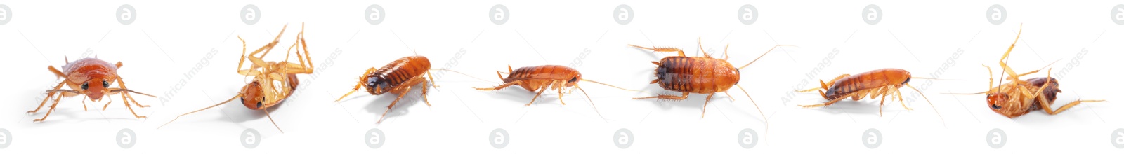 Set of many cockroaches isolated on white Image of Set of many cockroaches isolated on white