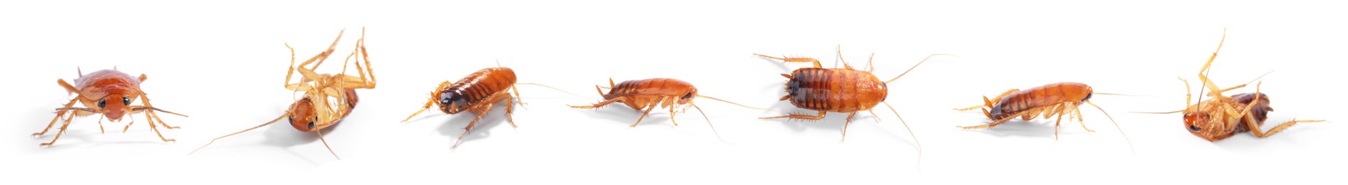 Image of Set of many cockroaches isolated on white