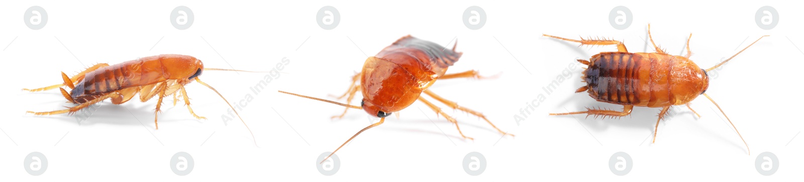 Set of many cockroaches isolated on white Image of Set of many cockroaches isolated on white