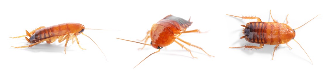 Image of Set of many cockroaches isolated on white