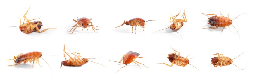 Image of Set of many cockroaches isolated on white