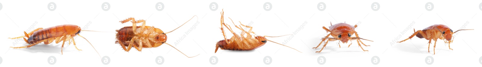 Image of Set of many cockroaches isolated on white