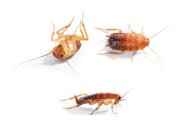 Image of Set of many cockroaches isolated on white