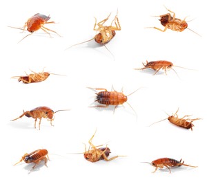 Image of Set of many cockroaches isolated on white