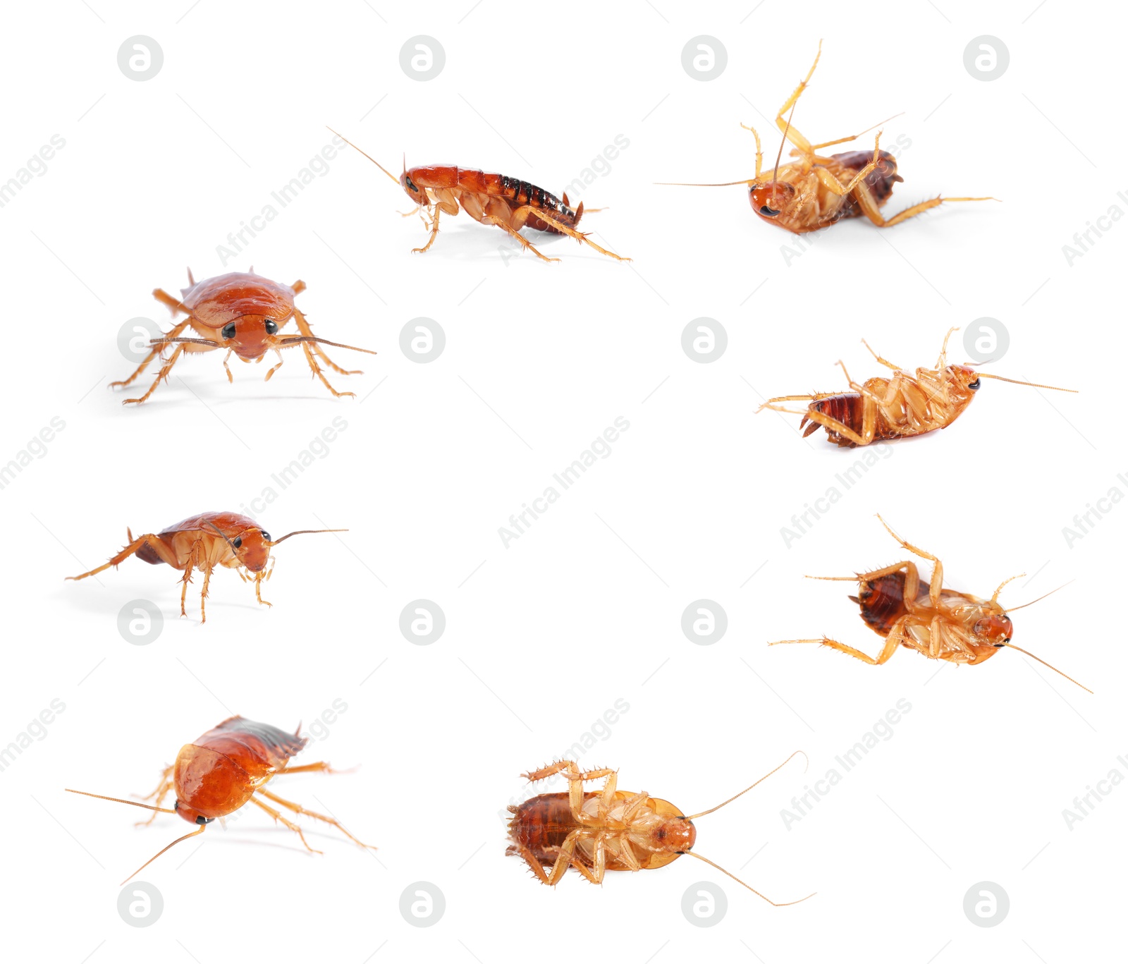Image of Set of many cockroaches isolated on white