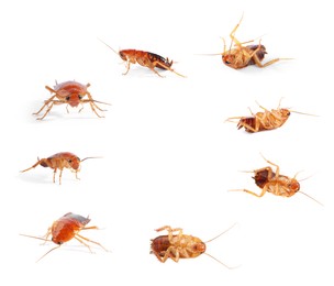 Image of Set of many cockroaches isolated on white