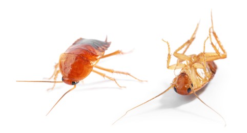Image of Two cockroaches isolated on white. Pest insect