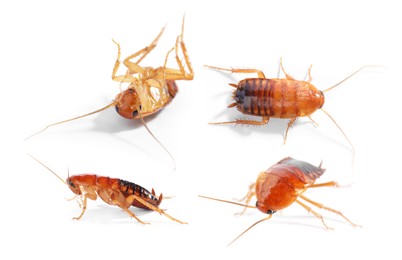 Image of Set of many cockroaches isolated on white