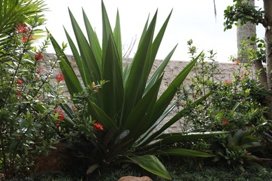 Photo of Different bright green plants growing in garden