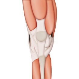 Illustration of Anatomy of knee isolated on white, illustration