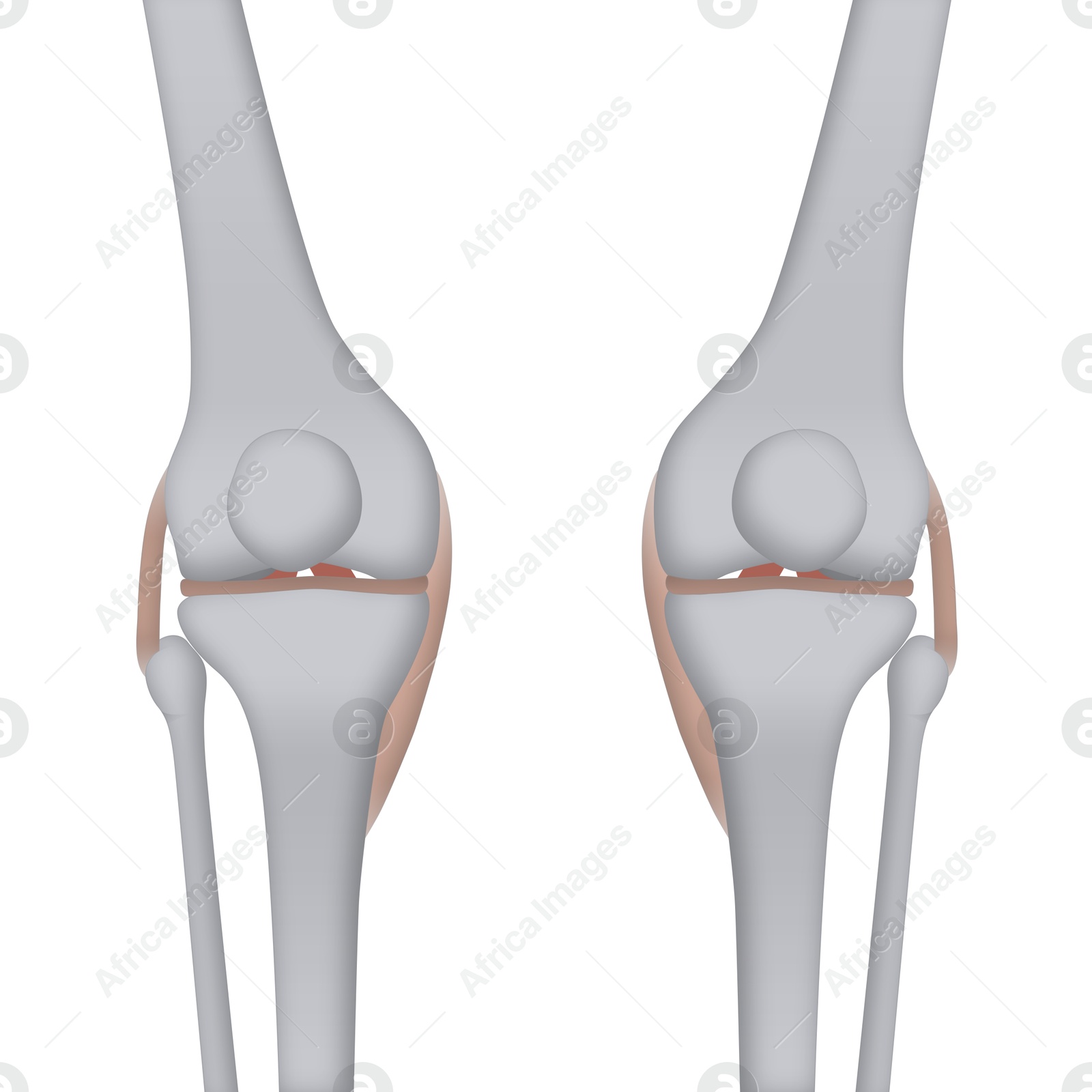 Anatomy of knee isolated on white, illustration Illustration of Anatomy of knee isolated on white, illustration