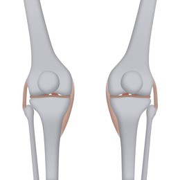 Illustration of Anatomy of knee isolated on white, illustration