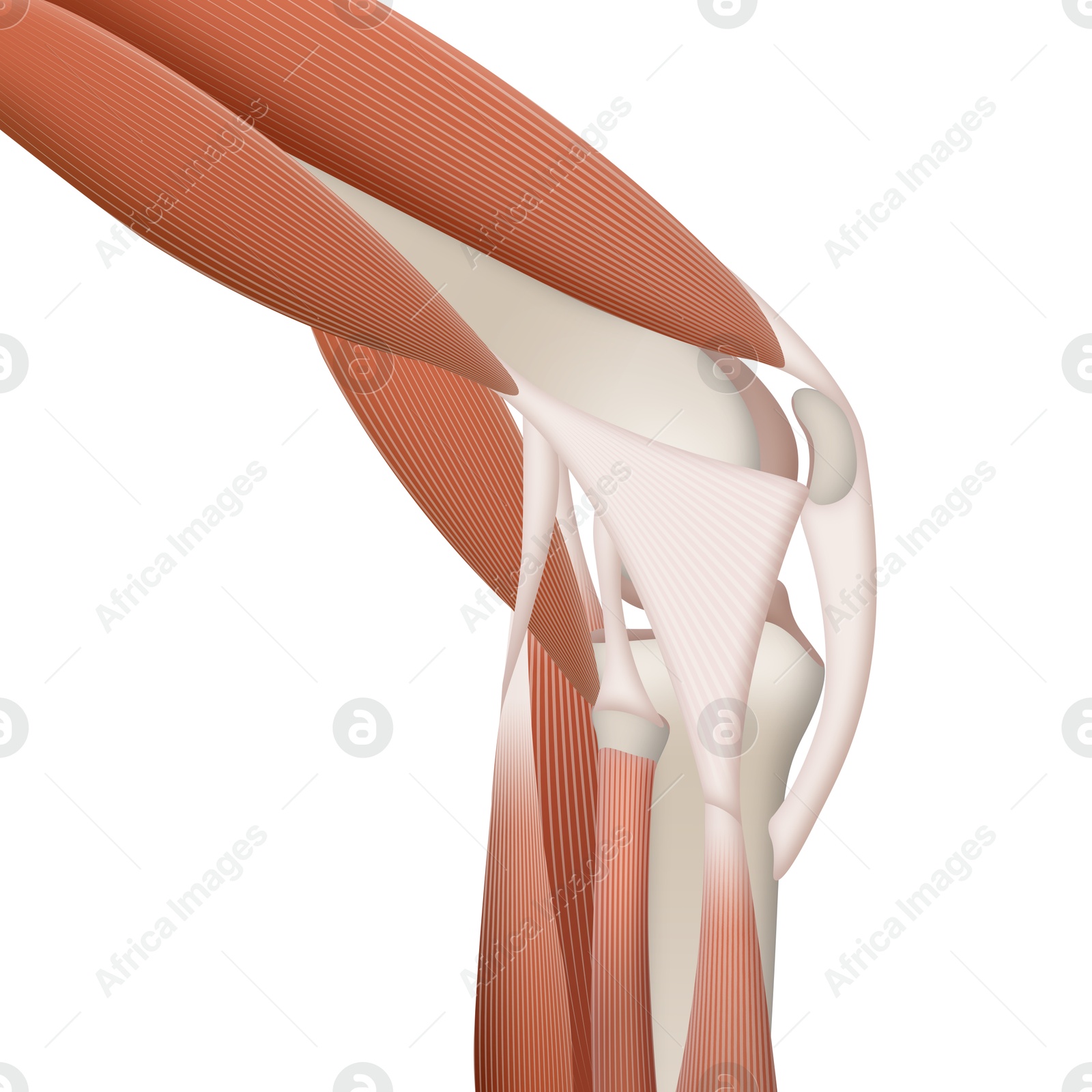 Anatomy of knee isolated on white, illustration Illustration of Anatomy of knee isolated on white, illustration