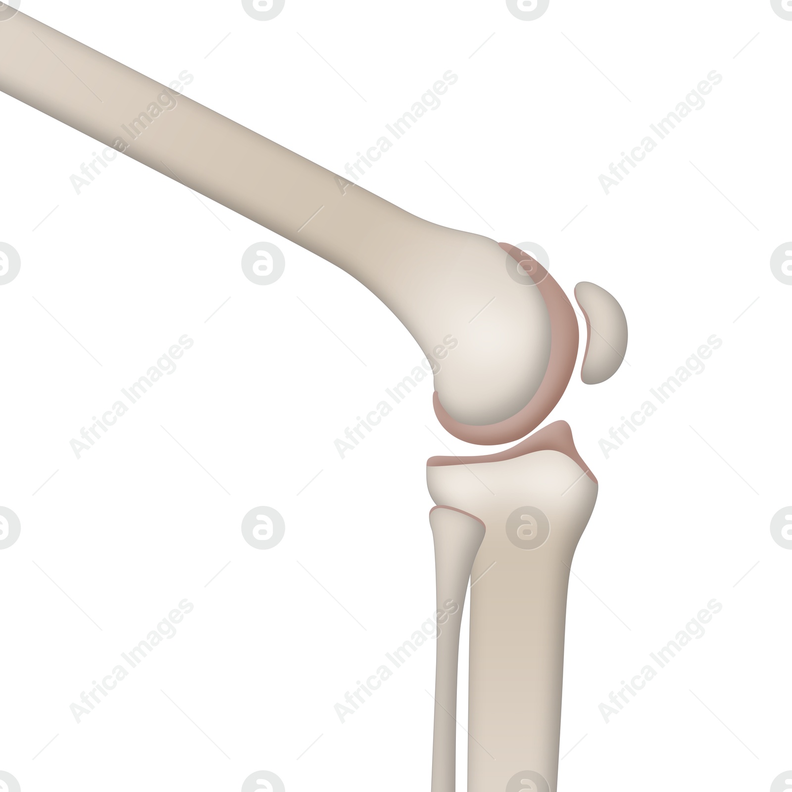 Anatomy of knee isolated on white, illustration Illustration of Anatomy of knee isolated on white, illustration
